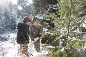 Christmas Tree Hunting